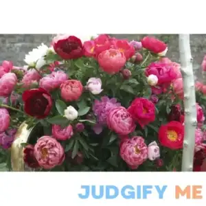 Van Zyverden Peonies Mixed Varieties Plant Roots