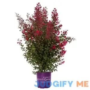 First Editions 2 Gal. Ruffled Red Magic Crape Myrtle Shrub
