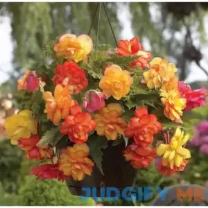 Van Zyverden Golden Balcony Hanging Basket Begonias Bulbs