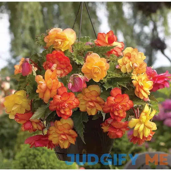 Van Zyverden Golden Balcony Hanging Basket Begonias Bulbs Van Zyverden Golden Balcony Hanging Basket Begonias Bulbs