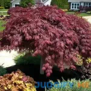 Crimson Queen Japanese Maple #1 Container