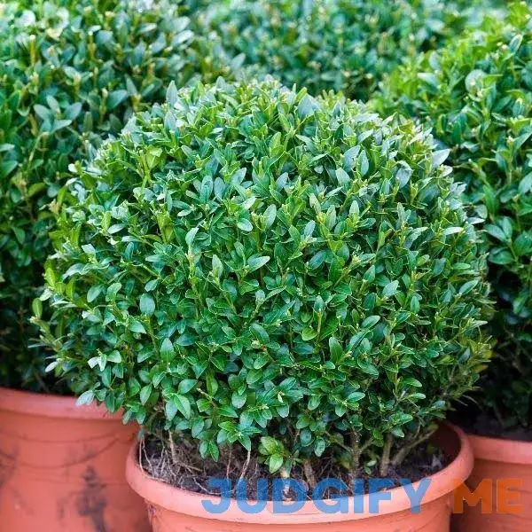 Dwarf English Boxwood - 1 Gallon Pot - Drought-Tolerant Dwarf English Boxwood - 1 Gallon Pot - Drought-Tolerant