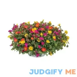 4pk EG Portulaca MIX