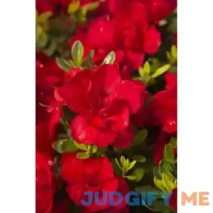 Encore Azalea Autumn Bonfire Red Flowering Shrub