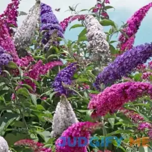 Perfecta Trifecta Butterfly Bush - Quart Container By Nature Hills Nursery
