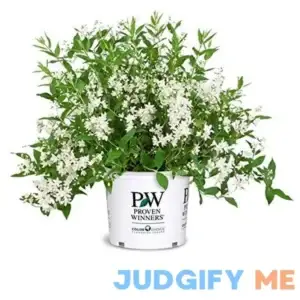 Proven Winners Deutzia Yuki Snowflake Shrub