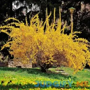 Van Zyverden 1ct Root Stock Forsythia Lynwood Gold