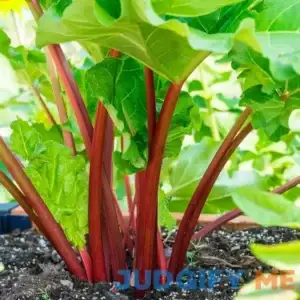 Crimson Red Rhubarb Plant