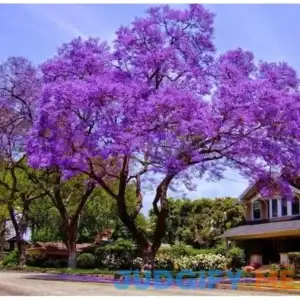 Shop Our Purple Jacaranda Tree Mimosifolia | Eureka Farms 1gal Pot