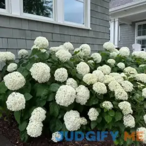 Annabelle Hydrangea | 5 gallon