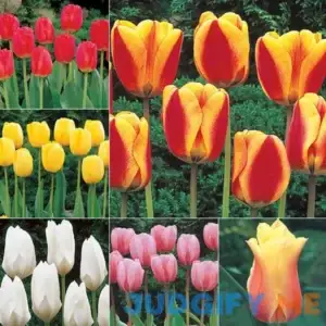 Wow! Perennial Tulip Collection 41 Per Package Red Yellow Pink
