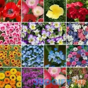 Eden Brothers Shorty Low-Grow Wildflower Seed Mix
