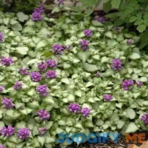 Lamium Purple Dragon - 1 Gallon Pot