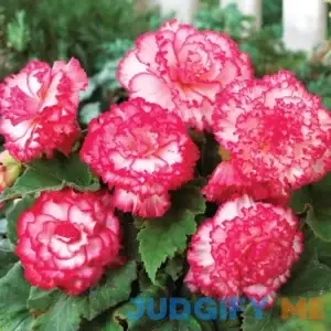 Van Zyverden Begonia Picotee Pink & White Full Shade Flower Bulb
