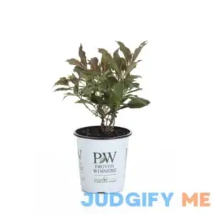 Proven Winners Spilled Wine Weigela Live Shrub