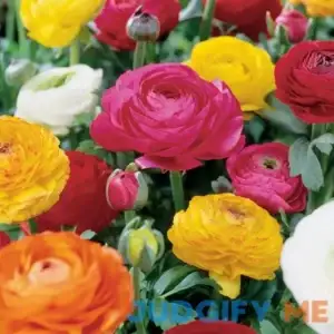 Van Zyverden Ranunculus Double Blooming Mixed Butter Cups Bulbs