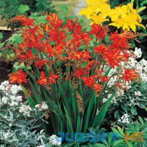 Fire King Crocosmia 12 Per Package Red Orange Crocosmia x crocosmiiflora 'Fire King