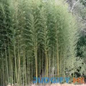 American Native Bamboo - 6in. wide shoot clump (up to 6ft tall)