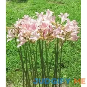 3 Bareroot Pink Spider Lily/Surprise Lily/Naked Lady Lily/Resurrection Lily/August Lily/Raidanti Squamigera