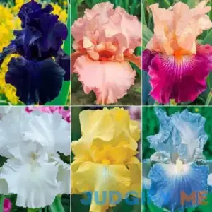 Twice As Nice Reblooming Iris Collection 6 Per Package Mixed