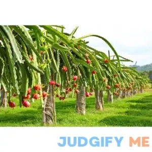 The Lucky Stars 250 Rare Red Dragon Fruit Seeds 95% Germination Rate