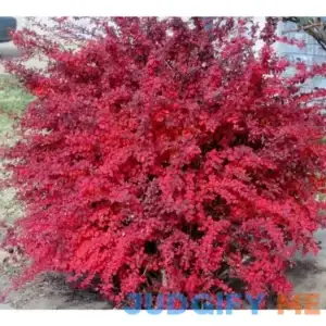 1 Gal. Rose Glow Barberry Shrub Deep Purple Foliage Naturally Mottled