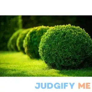 1 Gal. Green Gem Boxwood Shrub with Naturally Rounded Form