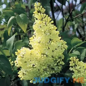 Spring Hill Nurseries Primrose Lilac Bush Dormant Bare Root Flowering Shrub Starter Plant