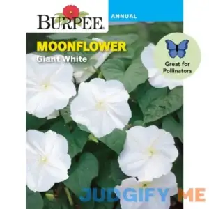 Burpee Giant White Moonflower