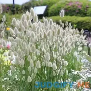 30 Bunny Tails Ornamental Grass Seeds for Planting