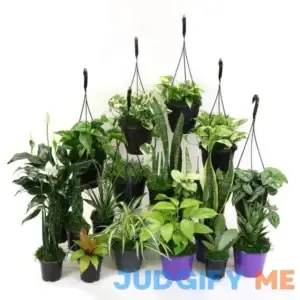 House Plant Bundle-Low.Light-4IN Low Light Plant Bundle
