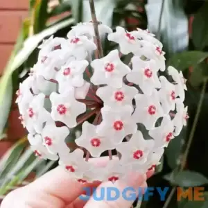 QAUZUY GARDEN 100 Hoya Carnosa Seeds Wax Plant Porcelainflower Drought-Tolerant