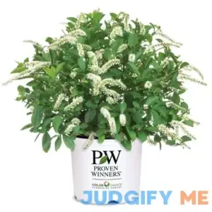 Proven Winners 2 gal. Itea Scentlandia Sweetspire Shrub