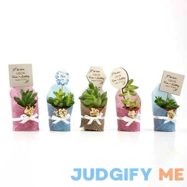Succulent Gift Succulent Gift