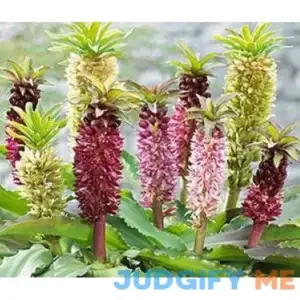 Supreme Mixed Colors Pineapple Lily Flowering Bulb