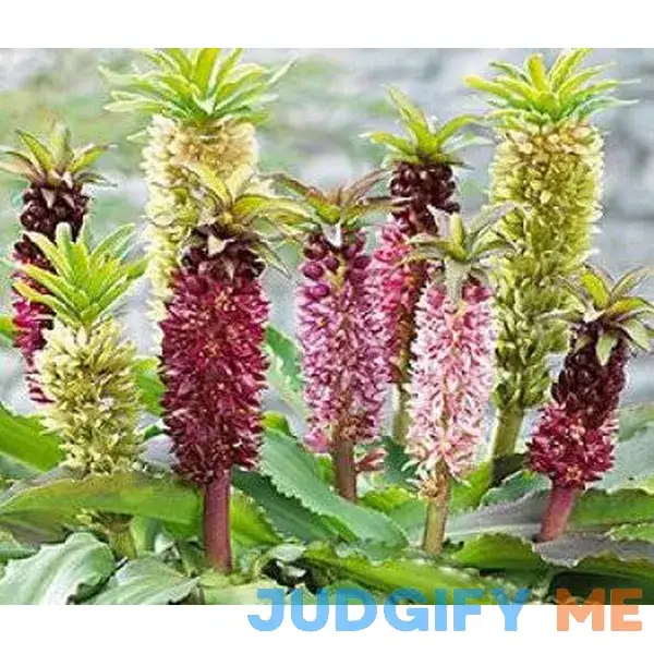 Supreme Mixed Colors Pineapple Lily Flowering Bulb Supreme Mixed Colors Pineapple Lily Flowering Bulb