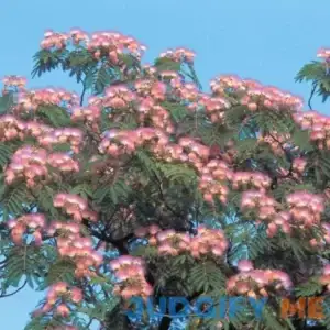 Spring Hill Nurseries Hardy Mimosa Dormant Bare Root Flowering Starter Shrub 92697