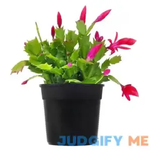Succulents Box Blooming Christmas Cactus for Sale Online Holiday Gift Decor Ideas
