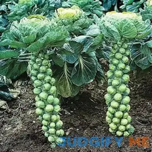 Seeds4planting - Seeds Brussels Sprouts Cabbage Green Indoor Heirloom Vegetable Non GMO
