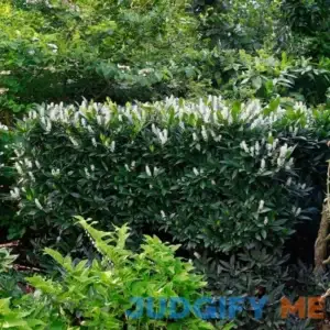 Otto Luyken Cherry Laurel