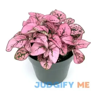 Hypoestes Pink Splash Live Potted House Plants Air Purifying in 2" Pot