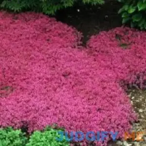 HeirloomSupplySuccess Heirloom Creeping Thyme Flower Seeds