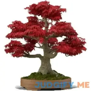 Bonsai Tree Seeds Japanese Red Maple Seeds