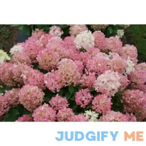 1 Gallon Fire Light Tidbit Panicle Hydrangea Live Plant