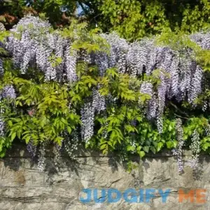 Trellis Amethyst Falls Wisteria Vine