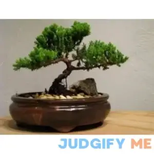 9GreenBox Live Bonsai Tree - Juniper Tree Bonsai Indoor Decoration Flowering House Plant