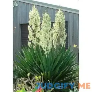 Adam's Needle 30 Seeds Yucca Filamentosa Succulent Seeds Hardy Yucca Flower Seeds