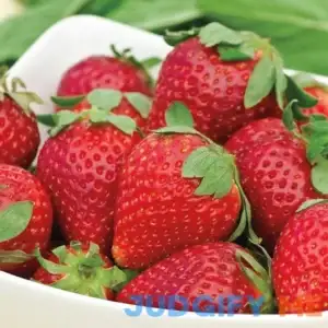 Albion Everbearing Strawberry