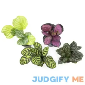 Altman Specialty Plants 4 in. Calathea Asst