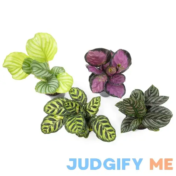 Altman Specialty Plants 4 in. Calathea Asst Altman Specialty Plants 4 in. Calathea Asst